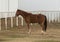 Side view of a single brown horse with a few white splotches standing before a fence in Oklahoma.