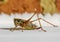 Side view of a single bush cricket