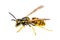 Side view of single european / german wasp  Vespula germanica  isolated on white background - alive