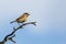 Side view of a single female Stonechat Saxicola rubicola