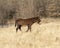 Side view of a single male donkey walking in the winter grass in Oklahoma.