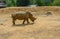 Side view of a single rhinocerous grazing in a dusty dry compound