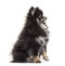 Side view of a Sitting Pomeranian, isolated