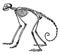 Side View of Skeleton of South American Spider Monkey, vintage illustration