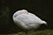 Side view on a sleepy white goose against a dark background