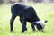 Side view of small healthy sheep with curly white black fleece s