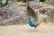 Side view of A small male Indian peacock fan his tail feathers