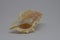 Side view of small seashells on white background