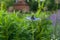 Side view of soft blue nigella flower in garden setting