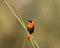 Side view of southern red bishop perched on a reed