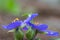 Side view of spiderwort flowers