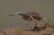 side view of squacco heron standing alert hunting by the water\\\'s edge in the wild lakes of amboseli