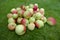 Side view of a stack of wild red and green apples. Wide angle