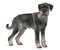 Side view of Standard Schnauzer, standing