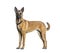 Side view of a Standing Malinois dog looking at the camera and wearing a collar