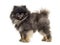 Side view of a Standing Pomeranian, isolated