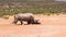 Side view of standing white rhinoceros dirty with mud. Juvenile resting in shadow. Safari park, South Africa