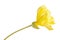 Side view of a stem with a single bright yellow flower of Missouri evening primrose Oenothera macrocarpa isolated against a