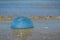 Side view of stranded small round and blue `Cyanea Lamarckii` jellyfish at beach