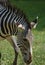 Side view of a striped zebra`s face
