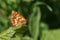 The side view of a stunning Duke of Burgundy Butterfly Hamearis lucina perching on a leaf.