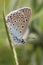 The side view of a stunning rare Large Blue Butterfly,Maculinea arion, perched on a plant stem.