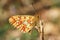 The side view of a stunning rare Pearl-bordered Fritillary Butterfly, Boloria euphrosyne , perched on a plant stem.