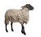 Side view of a Suffolk sheep - (6 years old)