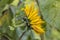 Side view of a sunflower in a garden.