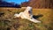 Side view of a sweet sunbathing dog