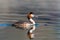 Side view of swimming great crested grebe podiceps cristatus w