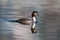 Side view of swimming great crested grebe podiceps cristatus w