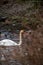 Side view of swimming white mute swan in pond during autumn