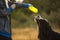 Side view a t bernese mountain dog drink water