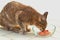 Side View of Tabby Cat Eats Raw Food from Glass Bowl