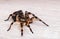 Side view of tarantula spider