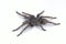 Side view a Tarantula on white background