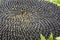 Side view of textured natural close-up of perfectly ripe sunflower full of black delicious seeds diverging from the center
