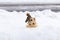 Side view of tiny American red squirrel climbing down tiny wooden toy house with nut in its mouth