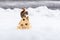 Side view of tiny American red squirrel perched on tiny wooden house foraging for peanuts