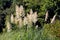 Side view of top of Pampas grass or Cortaderia selloana flowering plant with cluster of flowers in a dense white panicle stem