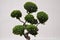 Side view of a topiary bonsai tree