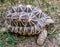 Side view of Tortoises are reptile species of the family Testudinidae of the order Testudines