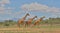 side view of a tower of three reticulated giraffes walking together in the wild savannah of buffalo springs national reserve,