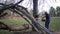 Side view of a tree trunk being worked on by construction worker with chainsaw