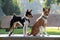 Side view of a tri color basenji standing next to a sitting two tone basenji on a wooden bench in a natural landscape in meppen em