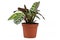 Side view of tropical `Ctenanthe Burle Marxii` house plant with exotic stripe pattern on leaves in flower pot on white background