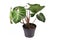 Side view of tropical `Philodendron Verrucosum` houseplant with dark green veined velvety leaves in flower pot