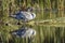 Side view of tundra swan.