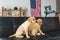 Side view of two beige puppies sitting